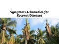 Farm Tips: Remedy for coconut fungal disease during Rainy Season