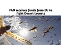 FAO Welcomes Additional 15 euros million from the European Union to fight Desert Locusts