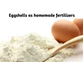 Know the Use of Eggshells in Home Made Fertilisers
