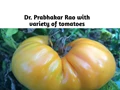 A Scientist with 26 varieties of Native Tomato; Check them here online