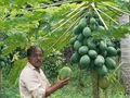 Meet the Kerala farmer who Earns 7 Lakhs per year from I acre of Red Lady Papaya cultivation