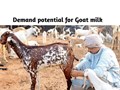 Goat Milk Market: Understanding Present and Future Prospects