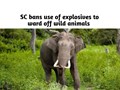 Kerala Elephant Case: SC Issues Notice to Centre, Kerala & others on Plea to Ban Use of Explosives to Ward Off Wild Animals