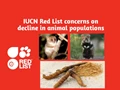 IUCN Red List: Lemurs, European Hamster and North Atlantic Right Whales Added to 'Critically Endangered' List