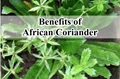 Know Everything about African Coriander; How Important is for Your Health