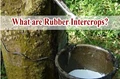 Know About the High-Yielding Rubber Intercrops and How They Can be Grown