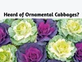 Know how Cabbages can be used as a Decorative Item