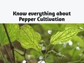 Know everything about Pepper farming & how to Prevent Certain Diseases related to Pepper Cultivation