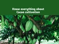 Are you interested in Cocoa Cultivation? Know everything about it