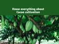 Are you interested in Cocoa Cultivation? Know everything about it