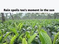 Excess Rains May cause long term damage to the tea industry
