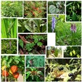 Medicinal Plant Cultivation in India; A Profitable Agribusiness Amid Covid-19 Crisis
