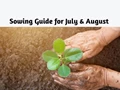 Your Guide to Sowing Vegetable Seeds for July & August