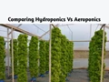 Is Hydroponics a Better Cultivation Method than Aeroponics?