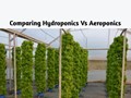 Is Hydroponics a Better Cultivation Method than Aeroponics?