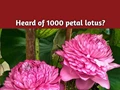 A Rare 1000 petal Lotus blooms in Kerala; Read Inside to know more