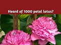 A Rare 1000 petal Lotus blooms in Kerala; Read Inside to know more