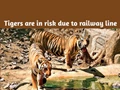 Uddhav Thackeray Opposes Gauge Conversion of Railway Line that goes through Melghat Tiger Reserve