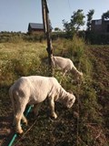 Two Brothers from Kashmir Valley, Budga district, Mahwara Village creating a Permaculture garden, teaching communities, creating a Seed bank and owning a Non-Commercial Free Range Poultry Farm
