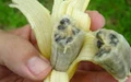 Banana Genome Modified