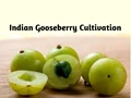 Indian Gooseberries are best to grow during June-July; Know how to Plant and Take Care of these Varieties