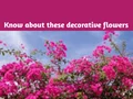 Bougainvillea Plant: Know how to take care of these Decorative Plants