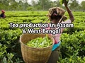 Assam and West Bengal Tea production fell by 10 percent in July, price increases by 40 percent
