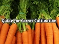 Carrots are the best crops to grow in August; Read full details of how to grow this Nutritious Vegetable
