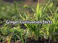 Important Points to keep in mind while Cultivating Ginger