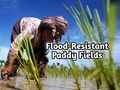 These Flood-resistant Paddy fields have helped nearly 1000 farmers in Assam during Flood