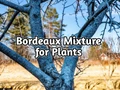 Bordeaux Mixture is an Effective Fungicide; Check How to Prepare This Mixture