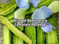 Winged Beans, Best Crop to Grow during Rainy Season