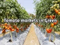Tomato Markets Recover on Lowering Arrivals