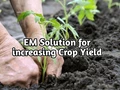 EM Solution is Best for Organic Farmers; Know How to Prepare this Beneficial Solution to Protect your Crops