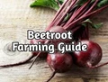Beetroot Farming: Planting, Growing and Harvesting