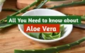 A Complete Guide to Aloe Vera Cultivation