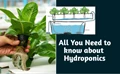 Hydroponics and Vegetables – When soil goes out of the picture