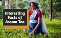 Know Everything about Assam Tea: A Global Drink