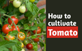 Your Guide to Tomato Cultivation & Management