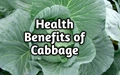 Cabbage: The Health Power house