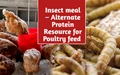 Supplying Proteins to Poultry Rations through insect meal - A Viable Alternative