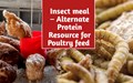 Supplying Proteins to Poultry Rations through insect meal - A Viable Alternative