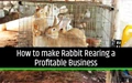 How to make Rabbit Rearing a Profitable Business?