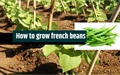 Cultivation of Health Packed French Beans