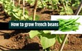 Cultivation of Health Packed French Beans