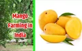 All About Cultivation and Production of Mango in India