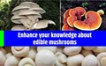 9 Varieties of Mushroom that You Must Know