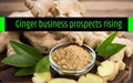 Understanding the Ginger market – Business potential remains Bright for India
