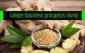 Understanding the Ginger market – Business potential remains Bright for India