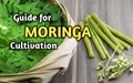 Tips for Productive Moringa Cultivation